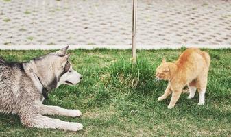 Katze gegen Hund, eine unerwartete Begegnung unter freiem Himmel foto