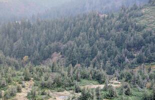 hügelig Berge Terrain mit Tanne Bäume und Rau Erleichterung. Nadelbaum Wald im das Vordergrund. Tourismus, Reise foto