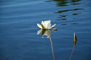 schön Weiß Lotus Blume und Lilie runden Blätter auf das Wasser nach Regen im Fluss foto