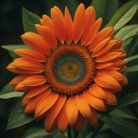 ai generiert schön Orange Sonnenblume mit Grün Blätter im das Garten. getönt. generativ ai foto