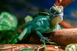 schön Eidechse behelmt Basilisk, gefiedert Basiliskus, Basilikum Plumiphrine foto