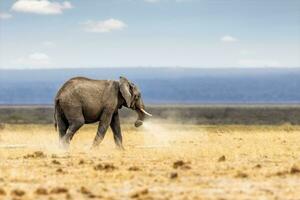 afrikanisch Elefant Gehen und Abstauben foto