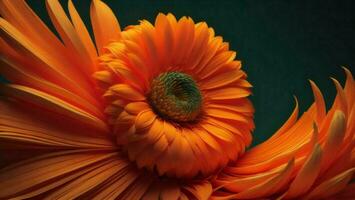 ai generiert Orange Gerbera auf ein dunkel Hintergrund. Nahansicht. generativ ai foto