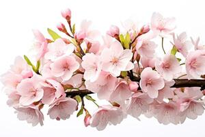 ai generiert Makro Aussicht von Sanft Frühling Blüten mögen Kirsche oder Mandel mit ein verträumt verschwommen Hintergrund bedeuten Winter Abschluss, einstellen gegen ein rein Weiß Hintergrund foto
