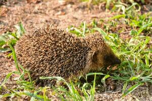 ein Igel ist Gehen durch das Gras foto