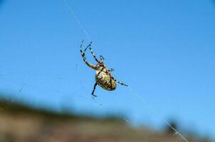 ein Spinne auf ein Netz foto