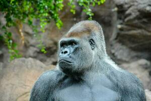 ein Gorilla ist Stehen im Vorderseite von ein Felsen Mauer foto