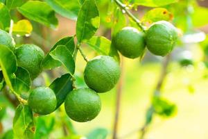 Nahaufnahme von frischen Bio-Limonenfrüchten auf dem Baum in der Farm foto