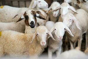Herde von Schaf im stabil beim Vieh Bauernhof. foto
