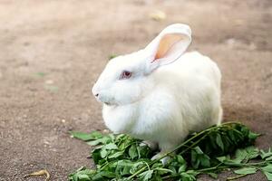 süß Weiß Hase beim Hof. foto
