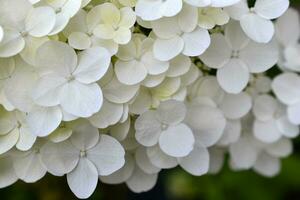 Hortensie paniculata. das Weiß Blumen sind panisch Hortensie. klein Weiß Blumen im Nahansicht. foto