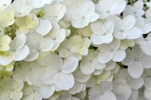 Hortensie paniculata. das Weiß Blumen sind panisch Hortensie. klein Weiß Blumen im Nahansicht. foto