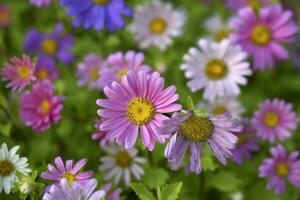 ein Teppich von mehrfarbig Blumen. blass Rosa Cosmea Blumen auf ein Blume Bett. viele von schön Blumen. foto