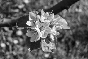 Fotografie auf Thema schön Obst Ast Apfel Baum mit natürlich Blätter unter sauber Himmel foto