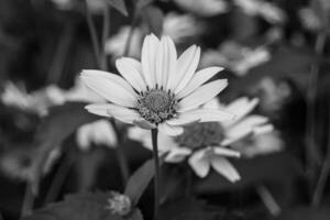 feine wild wachsende Blume Aster falsche Sonnenblume auf der Hintergrundwiese foto