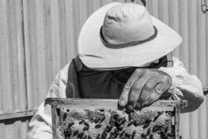 geflügelte Biene fliegt langsam zum Imker und sammelt Nektar auf privatem Bienenstand foto