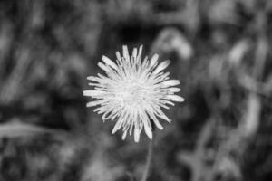 schöner wild wachsender Blumensamen-Löwenzahn auf der Hintergrundwiese foto