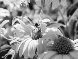 schöne wilde Blume geflügelte Biene auf der Hintergrundlaubwiese foto