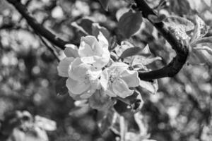 Fotografie auf Thema schön Obst Ast Apfel Baum mit natürlich Blätter unter sauber Himmel foto