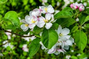 Fotografie auf Thema schön Obst Ast Apfel Baum mit natürlich Blätter unter sauber Himmel foto