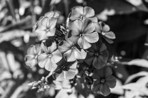 schöne wild wachsende Blume Phlox Paniculata auf der Wiese foto