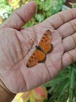 Bild von Orange Schmetterling im Hand foto