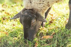 Schaf auf Deich isst Gras foto