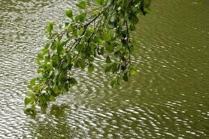 Blumen im das Wind im Vorderseite von See foto