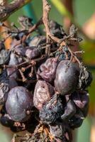 getrocknet Früchte und Beeren im Herbst foto