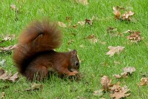 Eichhörnchen im das Park Essen Nüsse foto