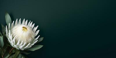 ai generiert tropisch Weiß Protea Blume auf ein dunkel Grün Hintergrund. elegant Hintergrund, Raum zum Text foto