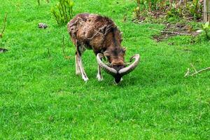 Mufflon, ovis orientalis musimon im das Veränderung von Mantel Weiden lassen auf ein Grün Feld foto