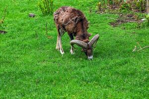 Mufflon, ovis orientalis musimon im das Veränderung von Mantel Weiden lassen auf ein Grün Feld foto