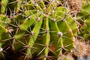 ein Kaktus Pflanze mit viele Spikes auf es foto
