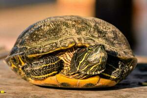 ein Schildkröte ist Sitzung auf das Boden foto