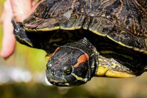 ein schließen oben von ein Schildkröte Gesicht foto