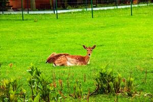 ein jung Sika Hirsch Lügen auf das Grün Gras beim das Bereich. foto
