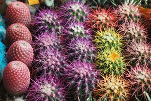 Nahansicht von viele Kaktus im das Töpfe beim das Markt foto