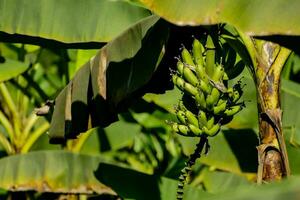 ein Banane Baum mit Bananen wachsend foto