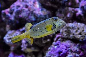 ein Gelb und schwarz Fisch Schwimmen im ein Aquarium foto