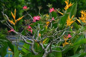 Hintergrund Foto von schön Blühen Frangipani Blumen