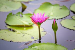 Lotus im Teich foto