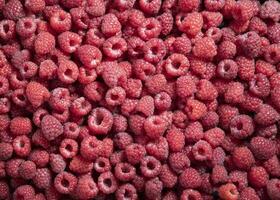 natürlich Obst Hintergrund von frisch Himbeeren oben Sicht, Textur von Beeren foto