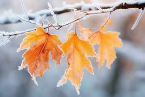 ai generiert Herbst Blätter auf ein Ast bedeckt mit Raureif und Schnee, schön gefroren Ast mit Orange und Gelb Ahorn Blätter im das Wald, ai generiert foto