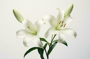 ai generiert zwei Weiß Lilien Sitzung auf oben von ein Weiß Hintergrund foto