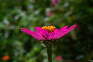 Zinnie Blumen Das blühen perfekt und schön foto