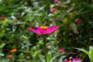 Zinnie Blumen Das blühen perfekt und schön foto