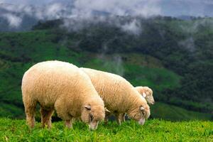 Herde von Schaf Weiden lassen auf das Berg, Landschaft von Berge und Nebel im Nord Thailand. foto