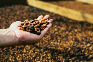 trocken Kaffee Bohnen, Landwirte Hand halten trocken Kaffee Bohnen, landwirtschaftlich und industriell Konzept. foto