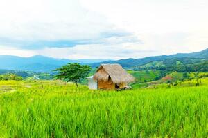 Haus im Reis Feld. Grün Reis Feld auf das Berge von Nord Thailand. foto